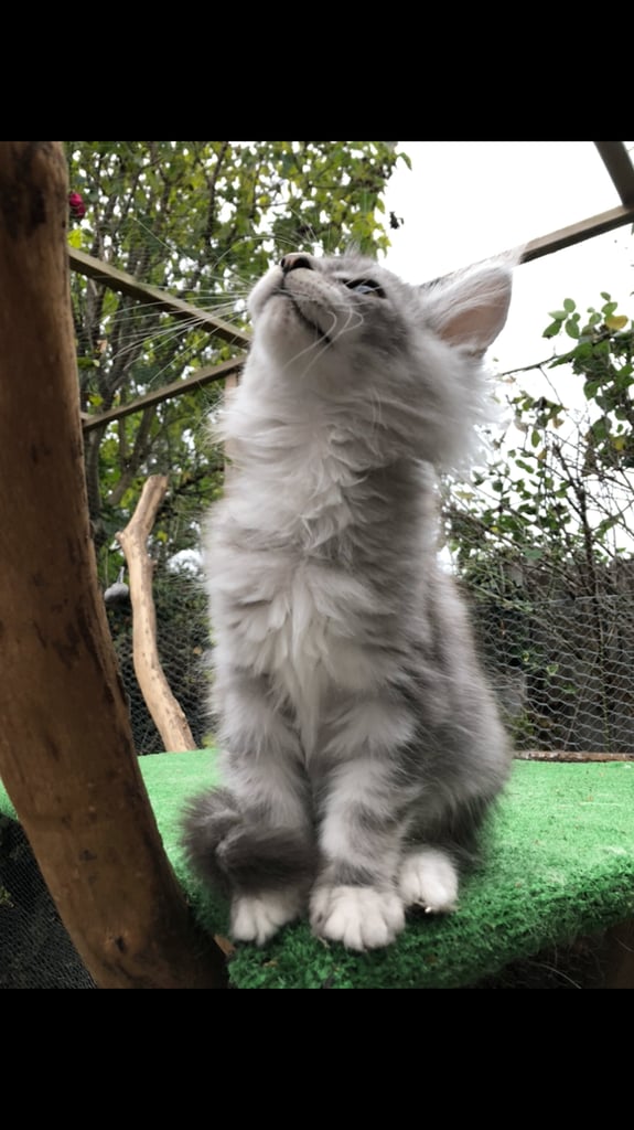 Maine coon kittens ready now