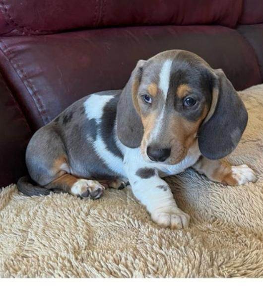 2 Stunning KC registered Miniature Dachshund 