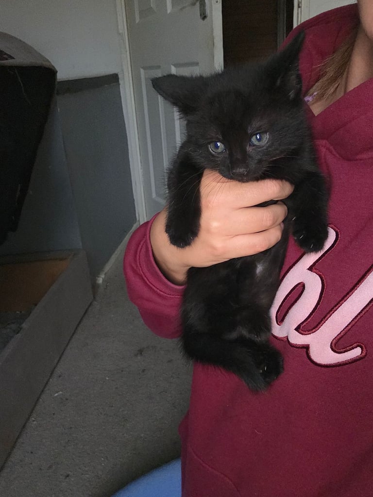 Kittens