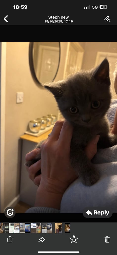 short haired boy kitten  