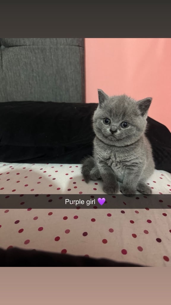 1 Beautiful British Shorthair Girl