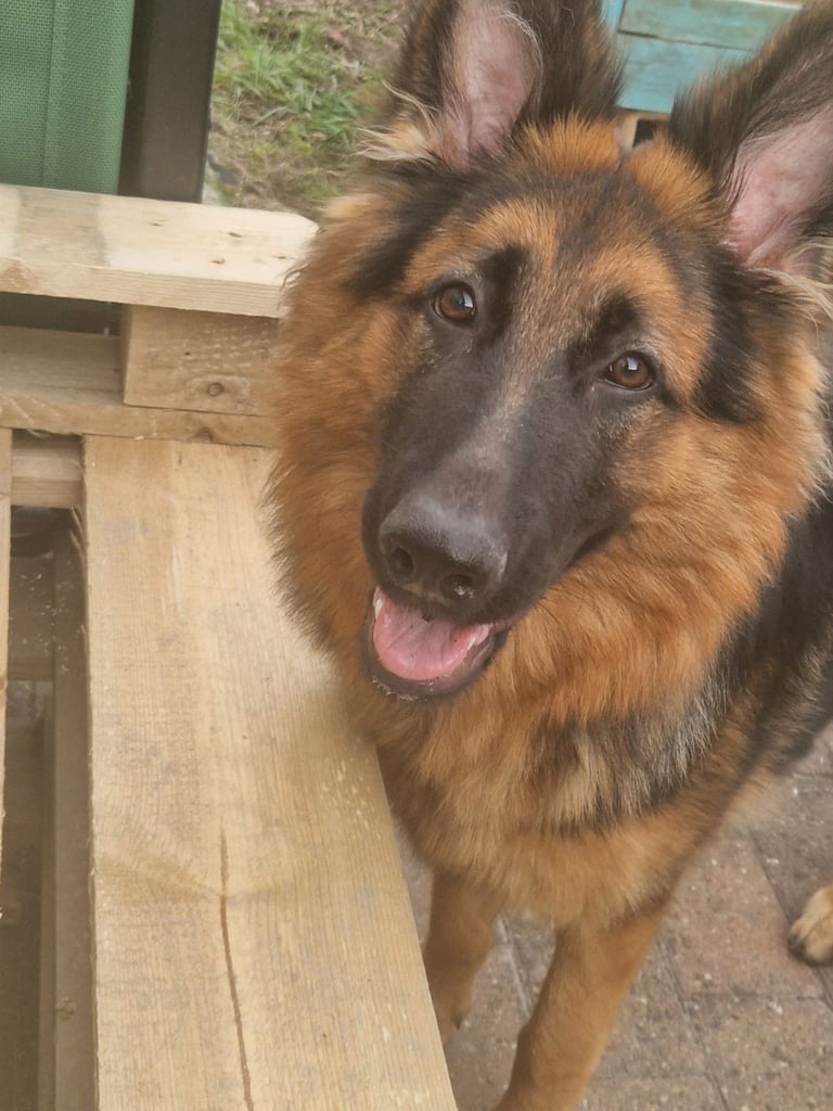 10 month old German Shepherd