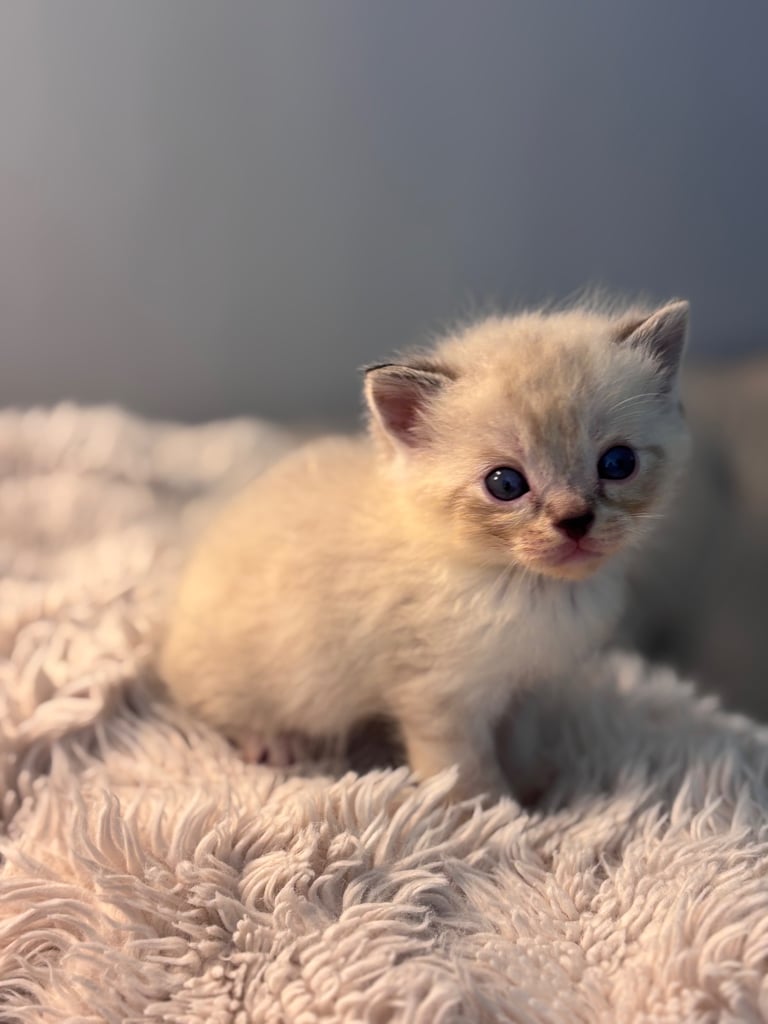 ONLY 2 LEFT! 🐾✨ Adorable Persian × Bengal Kittens Looking for Loving Homes! ✨🐾