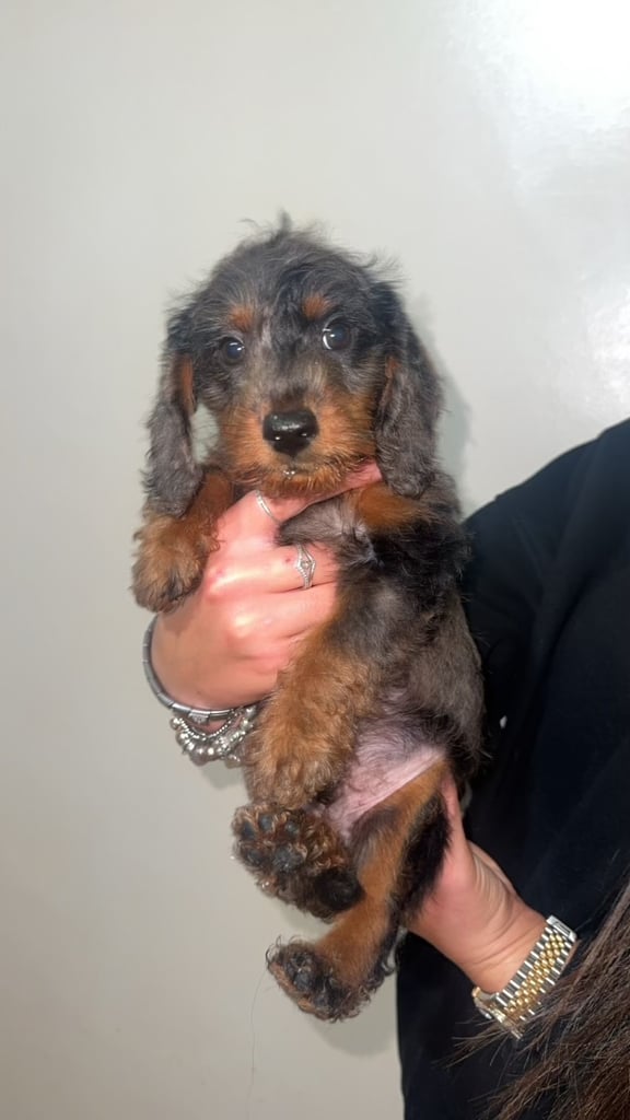LAST TWO DAPPLE DACHSHUND BOY PUPPIES 