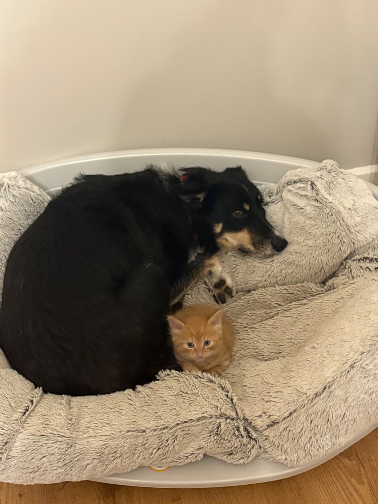 *1 girl kitten left*