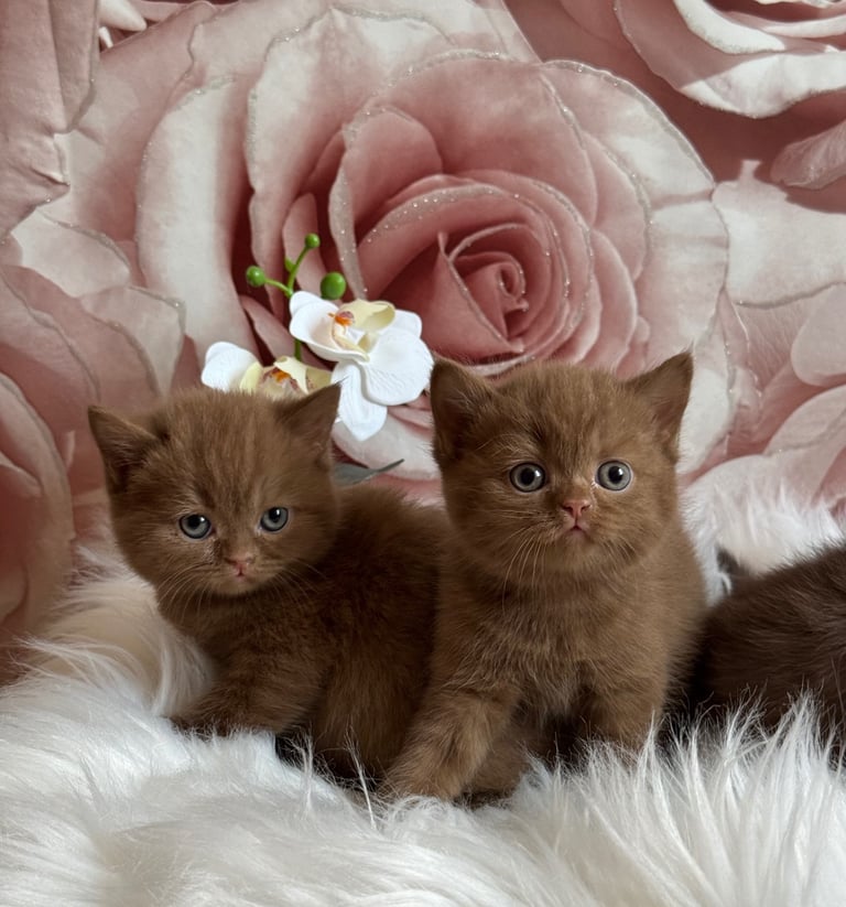 British shorthair kittens 