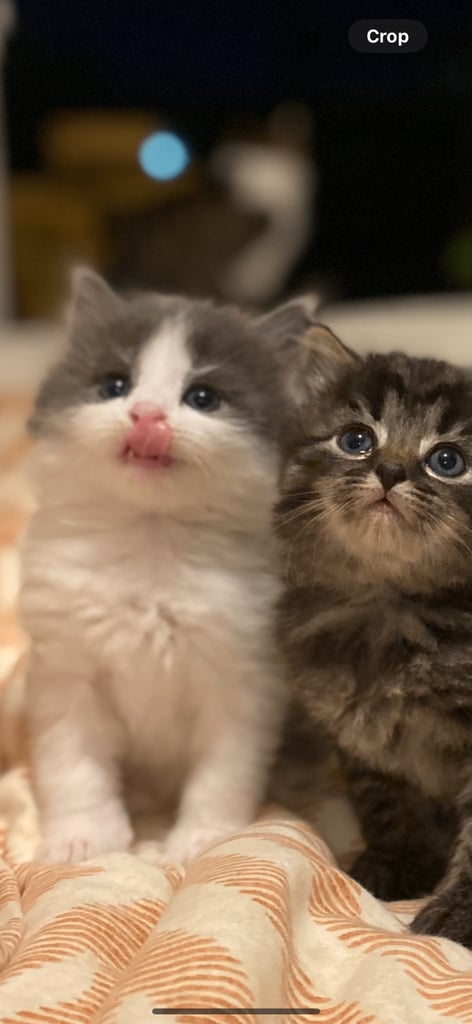 kittens 