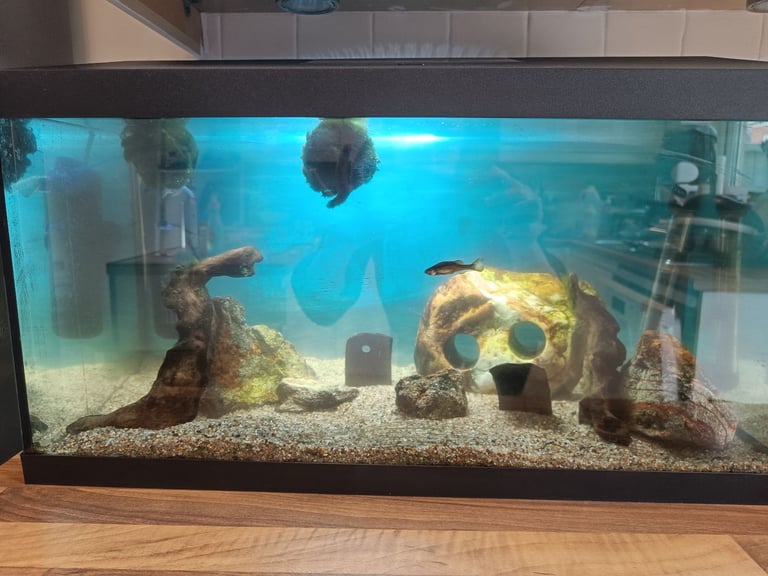 image for Tropical Fish Tank with 1 Fish