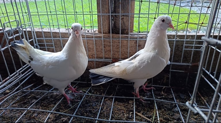 Fancy Pigeons 
