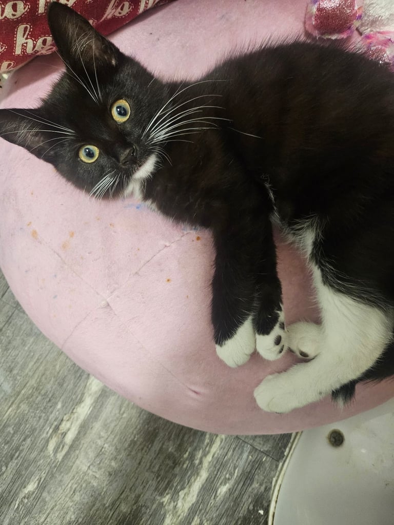 Kitten black and white 