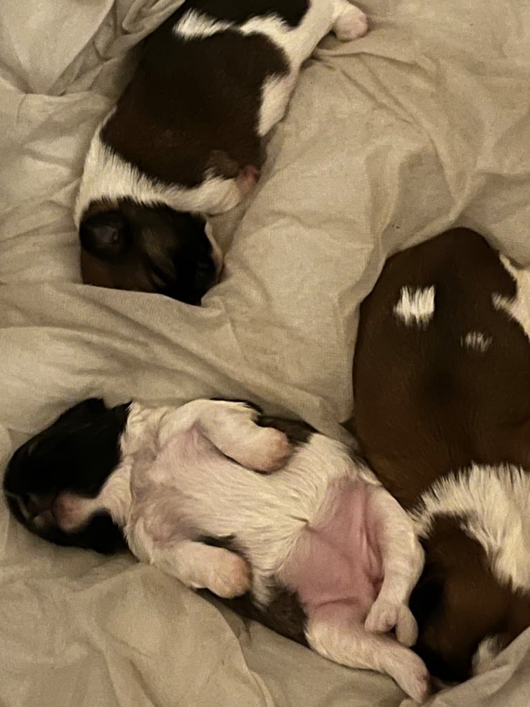 Shih tzu pups 1 girl 2 boys 