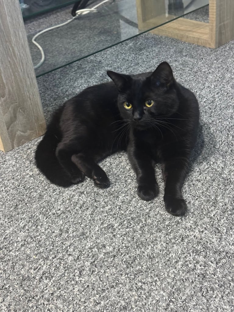 2 brother cats for sale