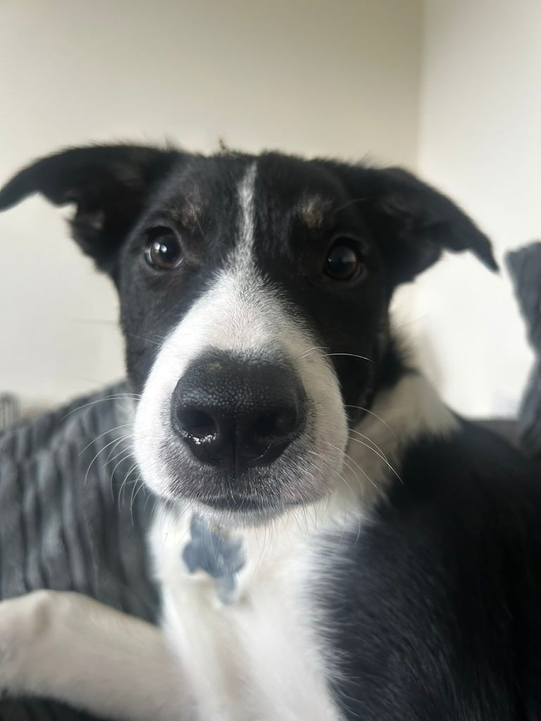 Border collie puppy