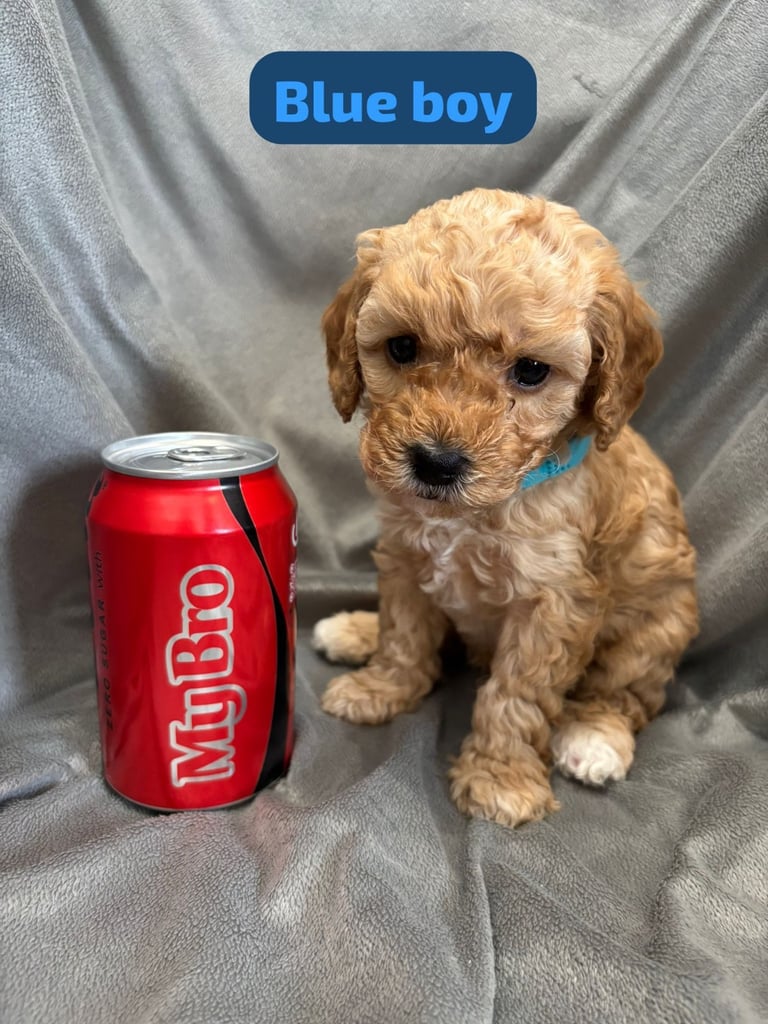 CAVAPOOCHON PUPPIES!!