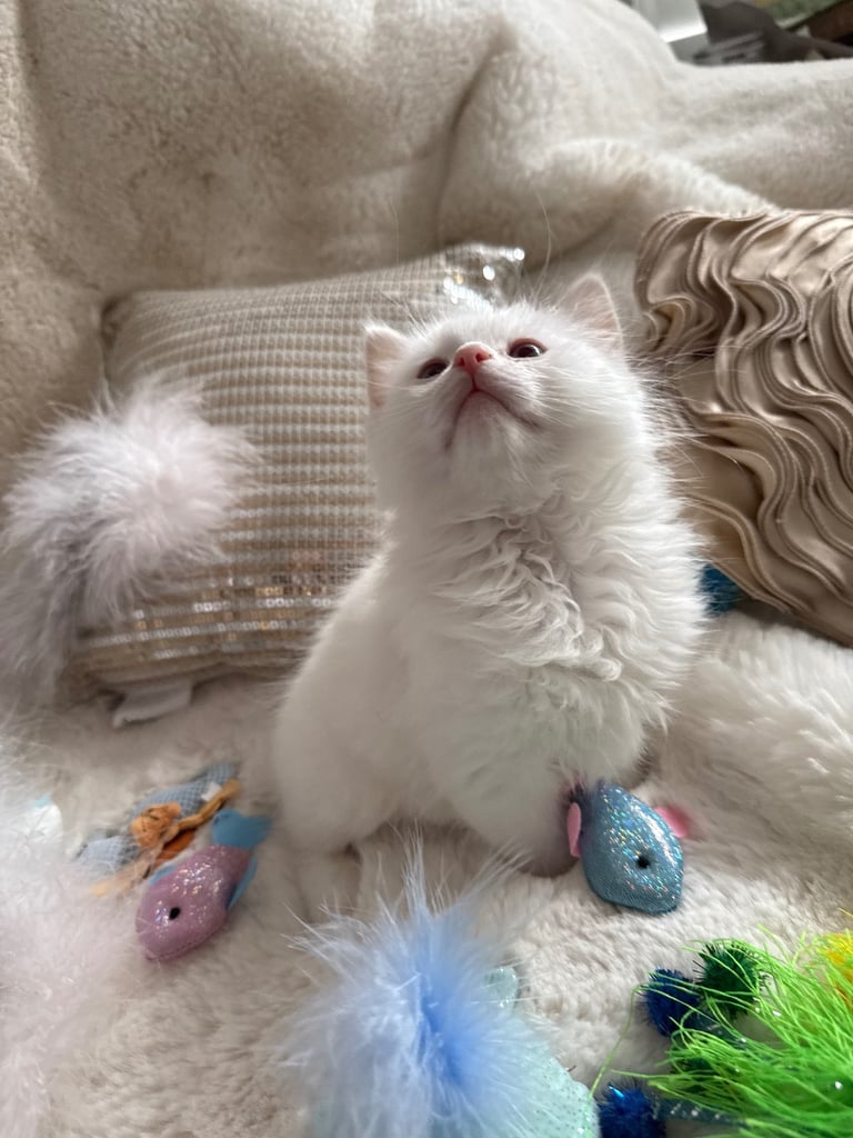 Gccf Ragdolls 🥇M&F 💙🩷 7wk 5 wk & 20wk kittens 