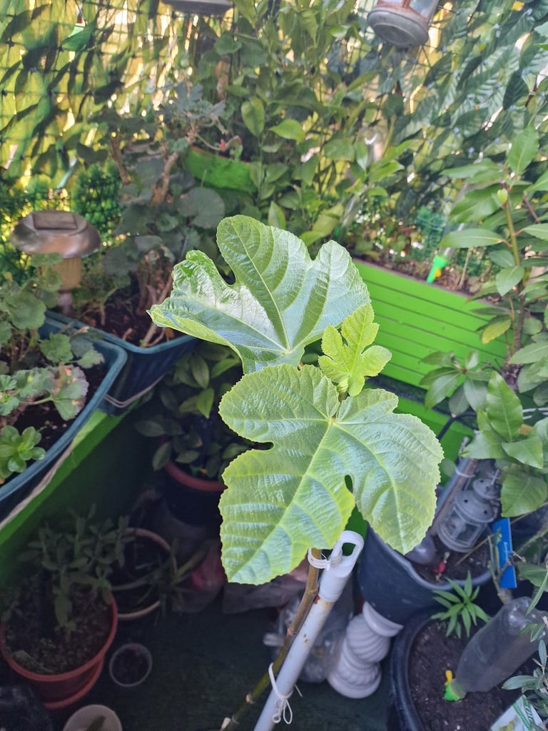 Fig tree 180cm long now