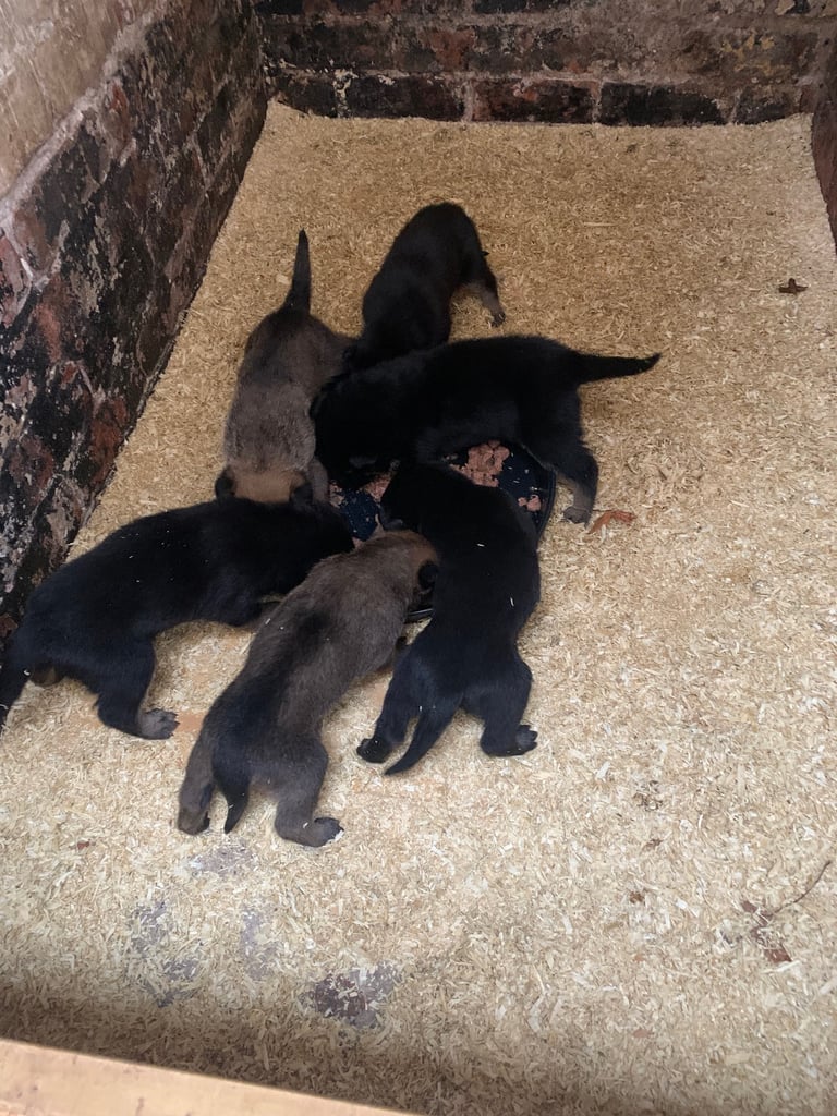 Pups for sale 