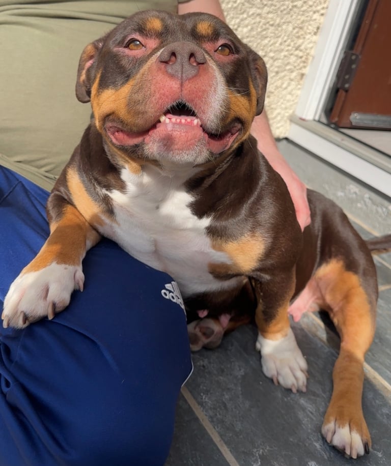 American Bulldog 