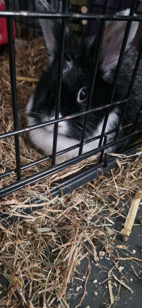 image for Baby bunny