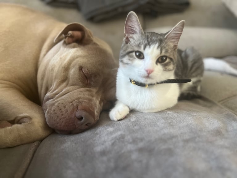 British shorthair mix