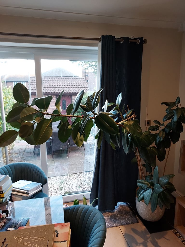 Rubben house plant