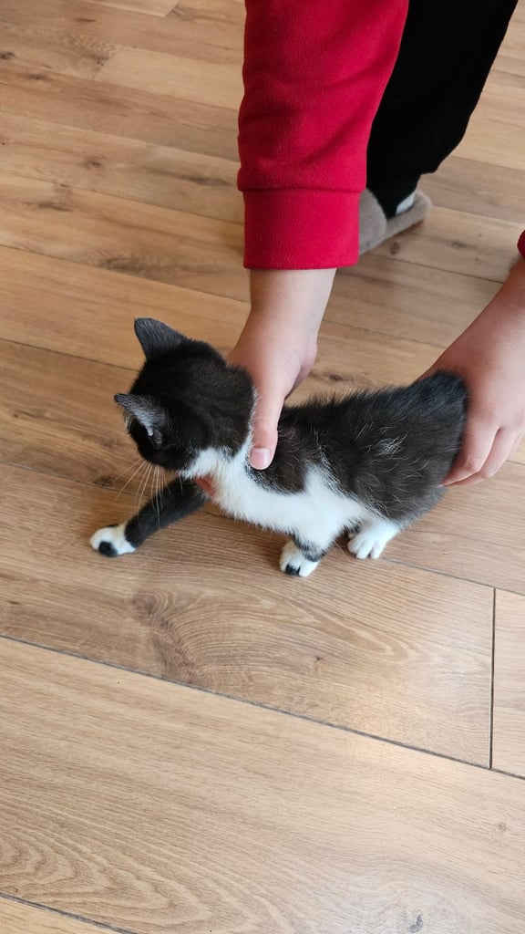 British short hair tabby Kitten for sale 