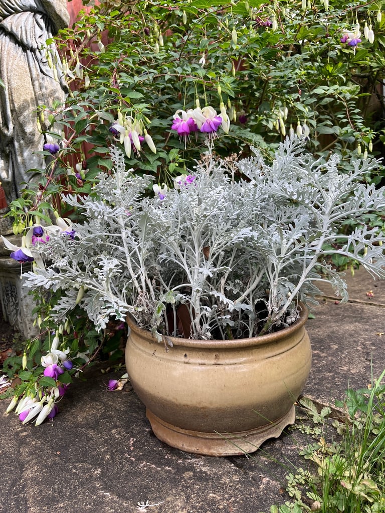 Ceramic Garden Planter with Evergreen Foliage | 30cm Diameter, 19cm Height | Winter ready