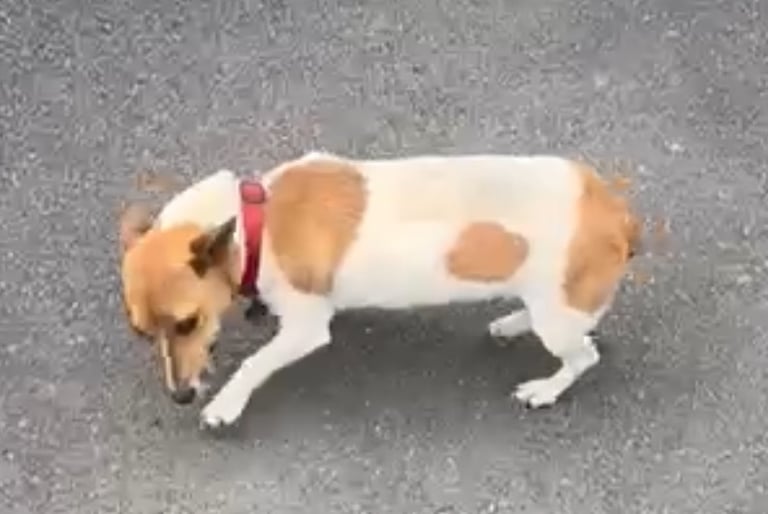 Miniature Asian toy Jackapoo puppys