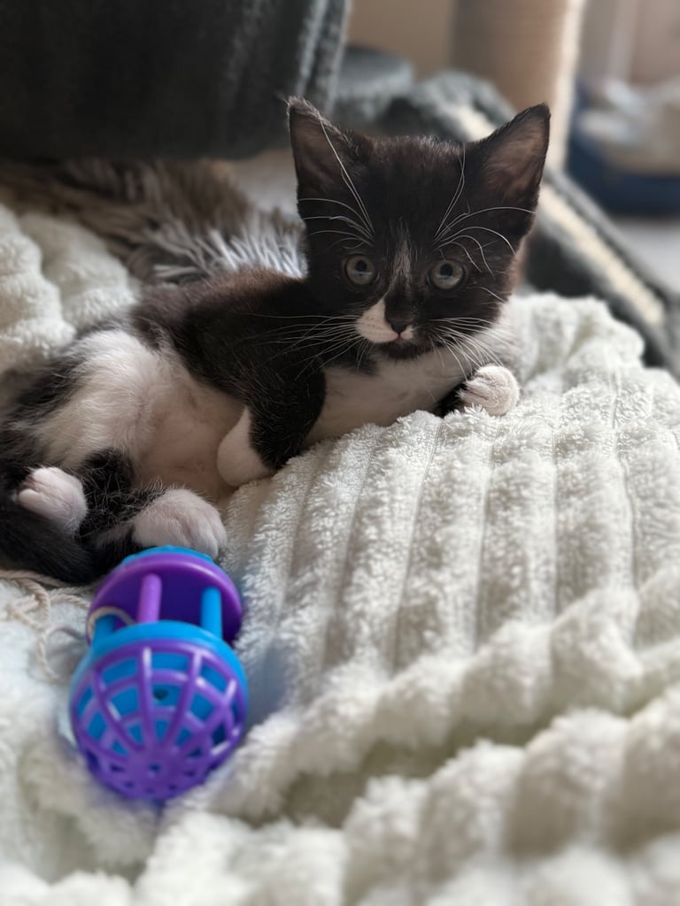 4 x kittens for sale 