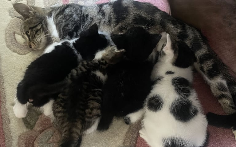 image for 4 Sweet tempered kittens looking for loving homes