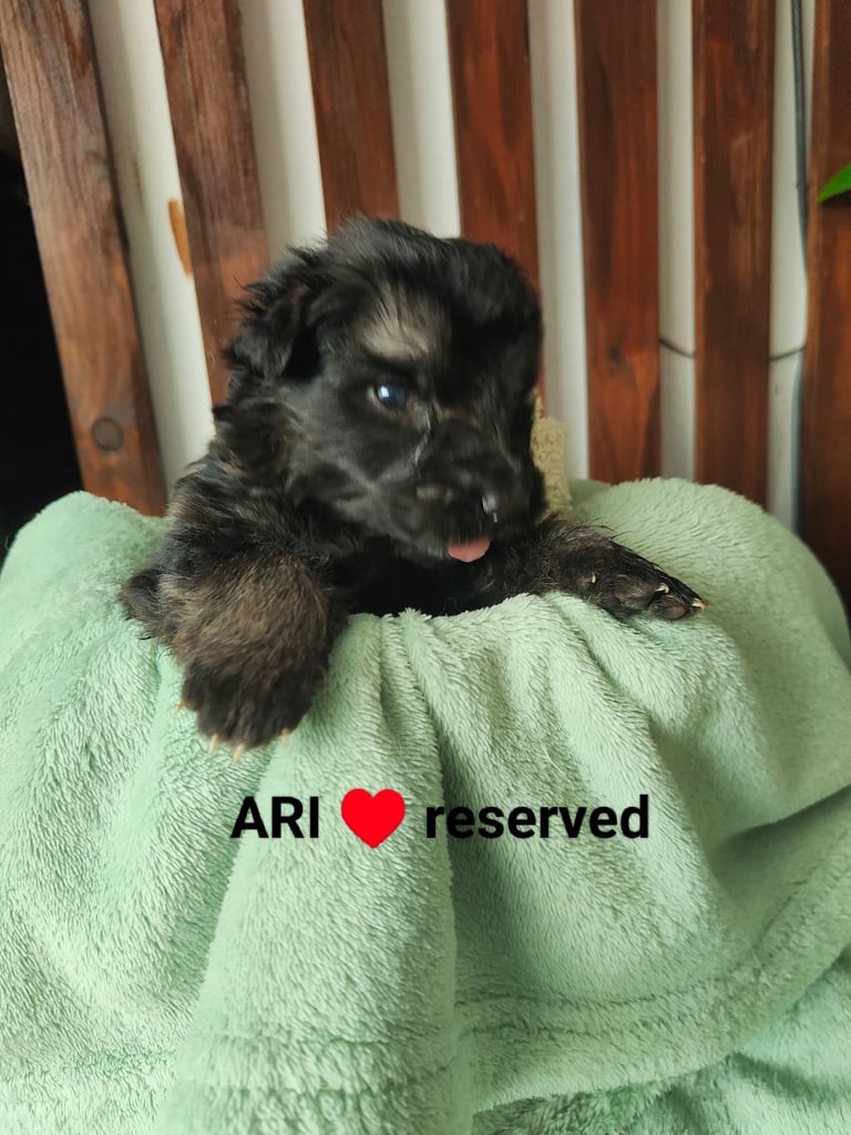 German Shepard puppies for sale 