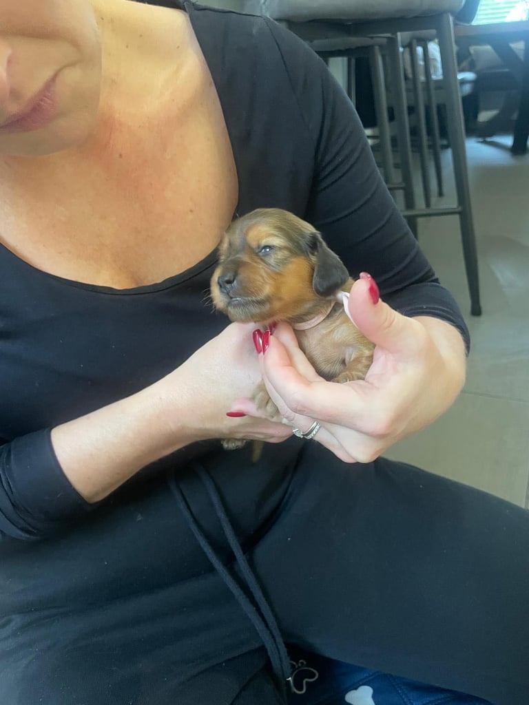 Pedigree family owned miniature longhaired dachshund puppy's in Southampton