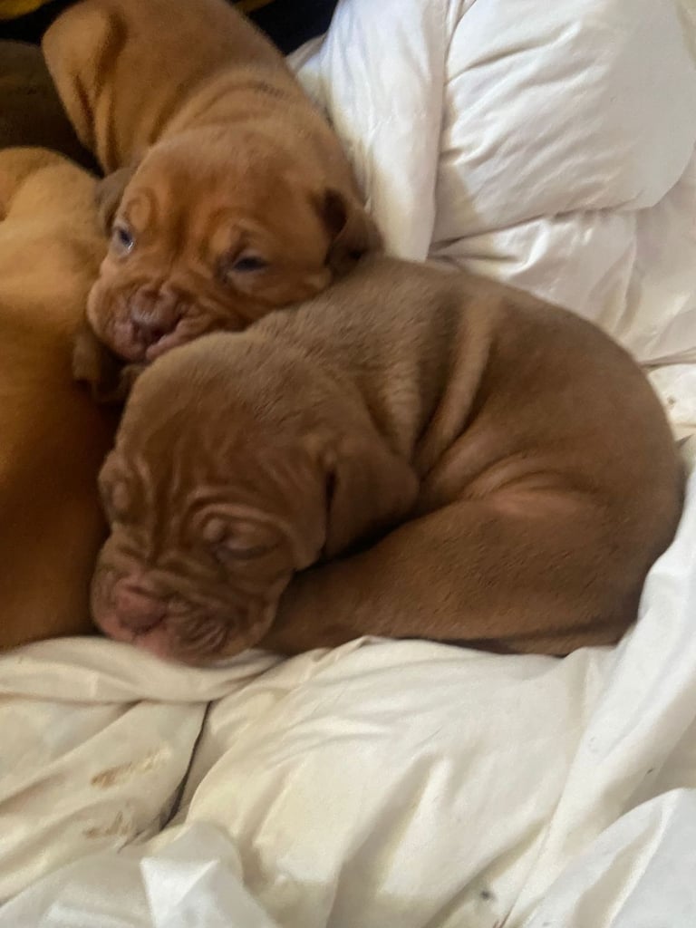 Dogue de bordeaux puppies
