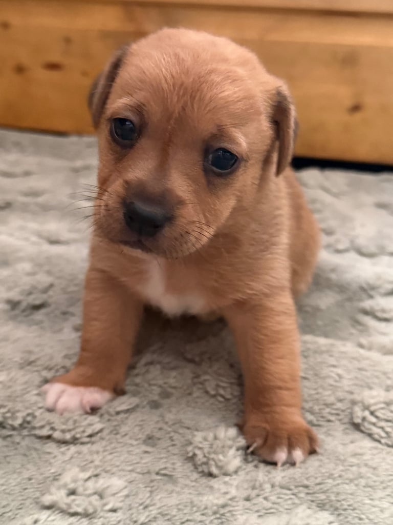 Miniature Jack Russell Pups