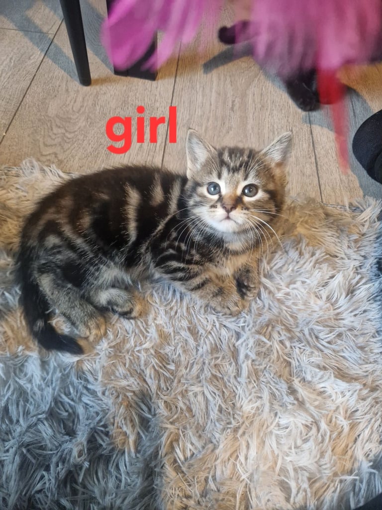 Kittens for sale