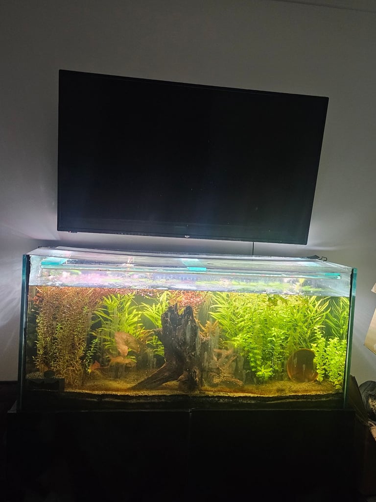 340 litre fully planted aquarium with extras