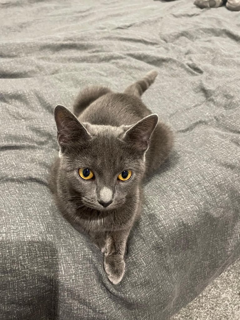 Chratreux 3 month kitten 
