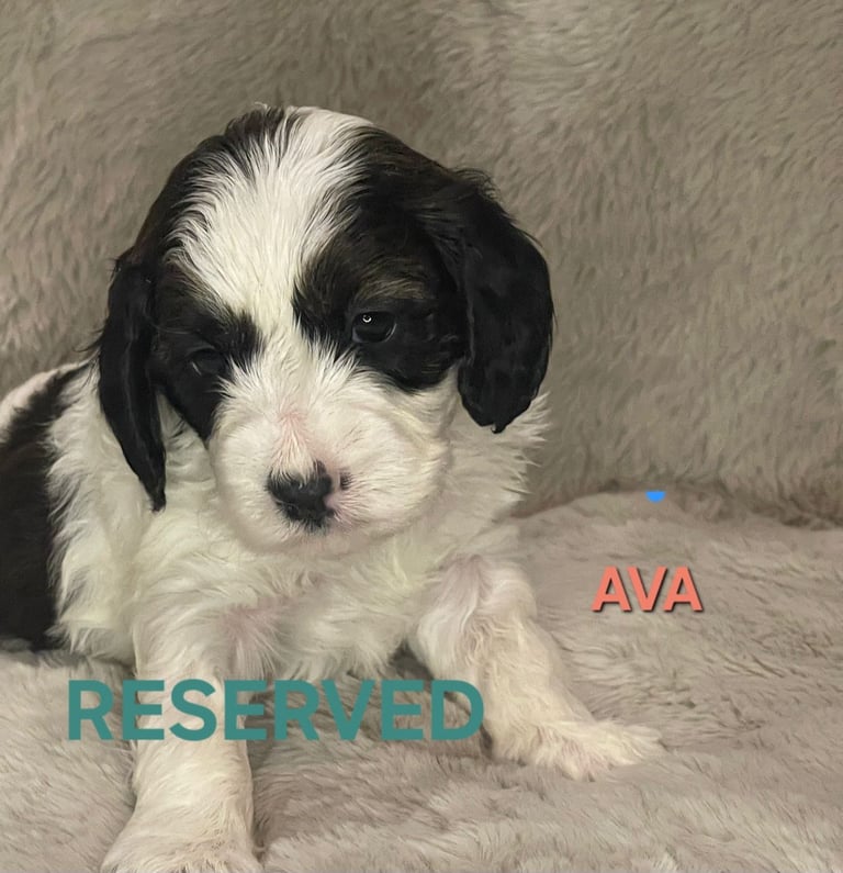 Adorable  F2 Cockapoo puppies