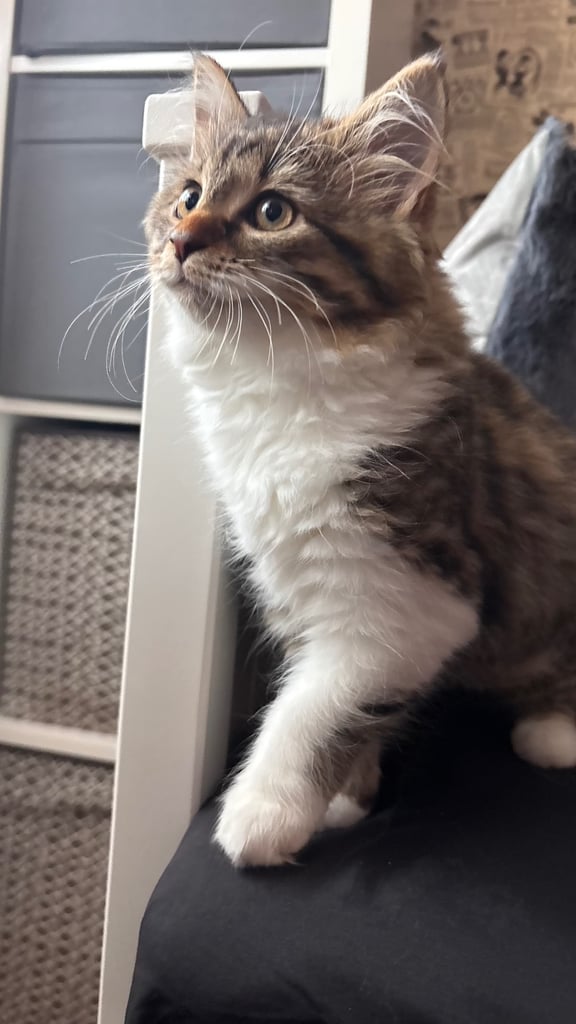 Kittens for sale