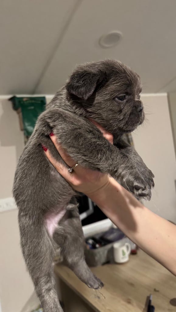 Fluffy Frenchie
