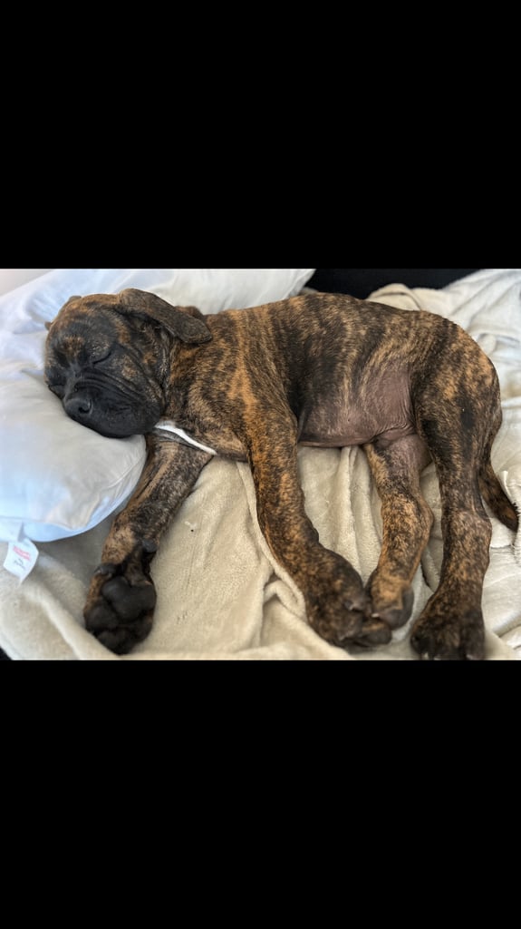 Presa Canario Puppy For Sale
