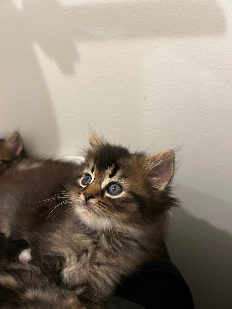 Long Scottish Straight/domestic kittens