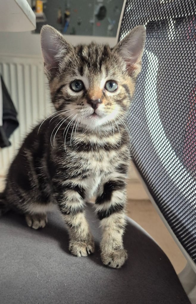 Beautiful male kitten for sale 😍 sale 