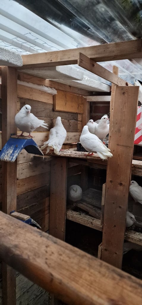White Pigeons  for sale  