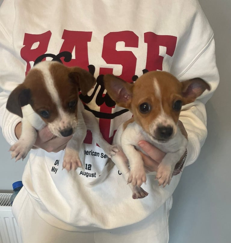 Jack Russell puppies