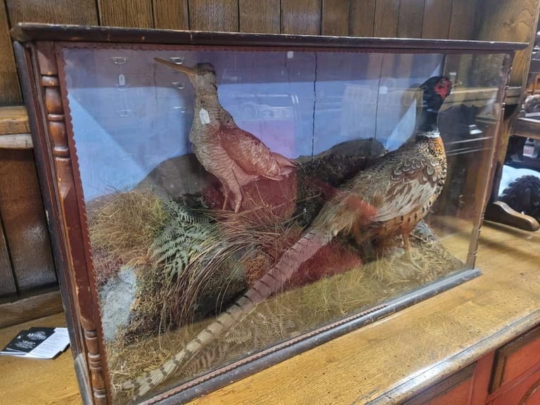 image for Taxidermy Pheasant and Woodcock in Glass Case.