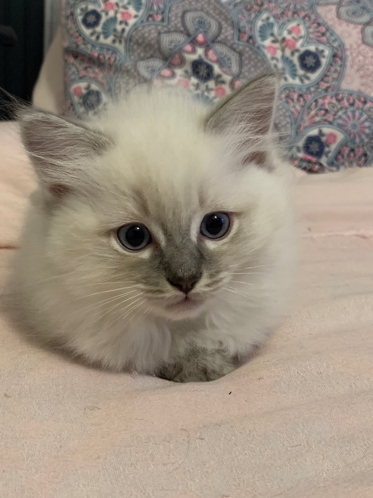 Pure Ragdoll kittens ready now!!