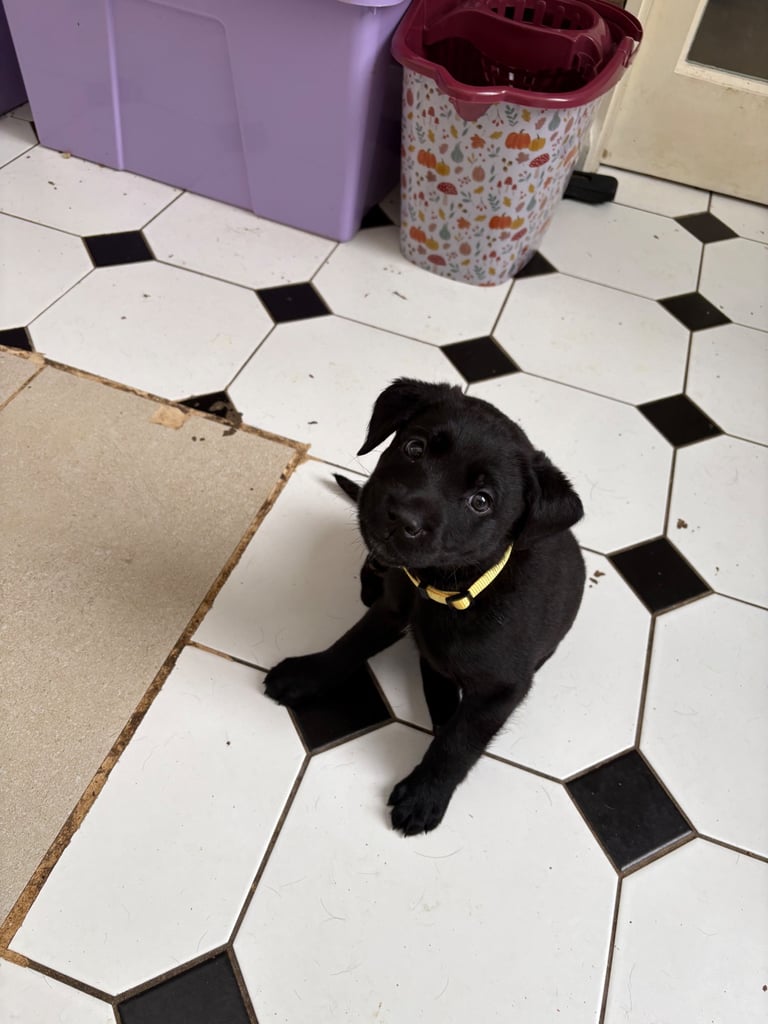 Black Labrador puppies - only 3 left