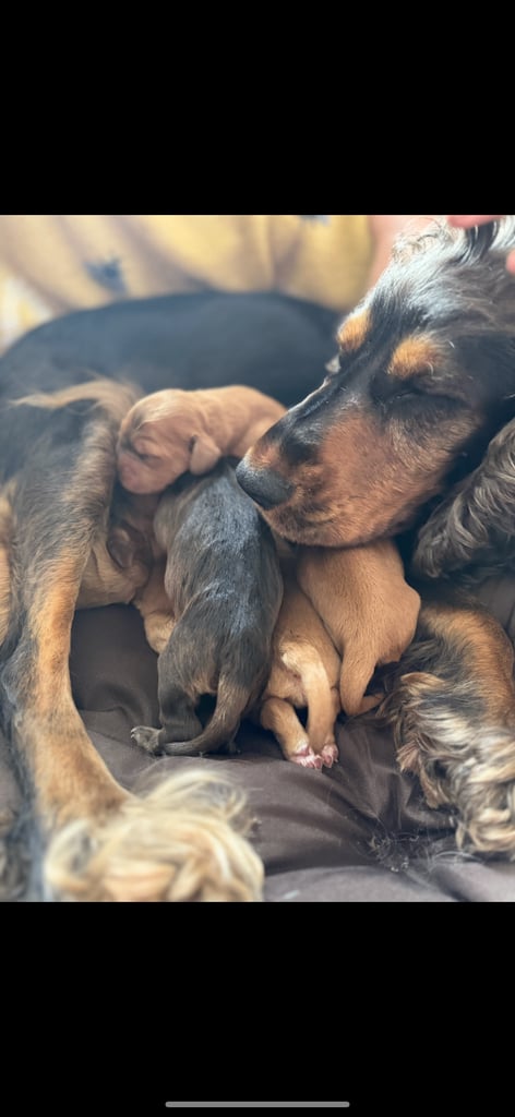 Show cocker Spaniels ready 4th November 