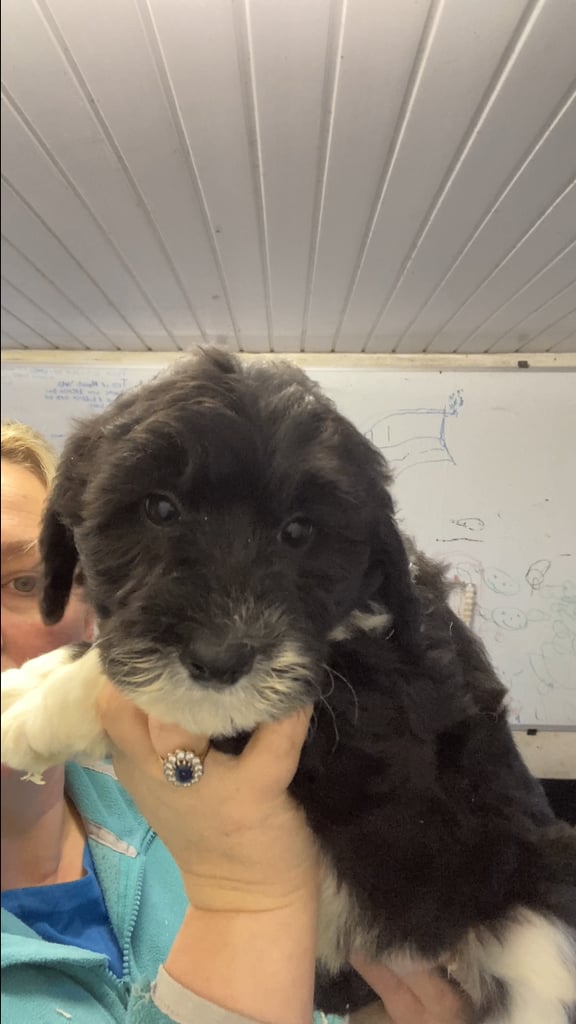 Bearded Collie Cross Miniature Poodle Puppies